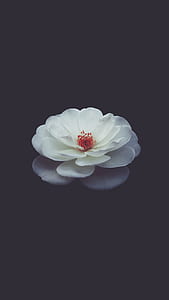 white clustered petal flower thumbnail