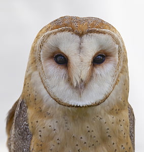 beige and brown owl thumbnail