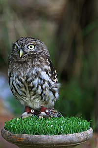 brown and white owl standing on column stand thumbnail
