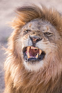 lion roaring closeup photography thumbnail