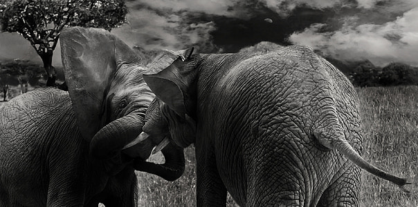 grayscale photo of two elephants thumbnail