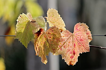 shallow focus photography of green-and-brown plant leaves thumbnail