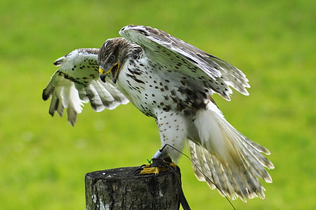 whit falcon on wood stump thumbnail