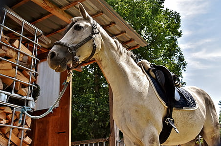 brown horse with leash thumbnail