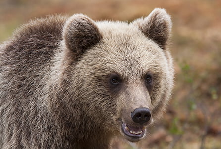 gray and black bear near green leaf plant thumbnail
