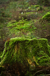 green leafed plant on moos trunk thumbnail
