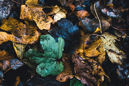 Assorted Color Leafs Photo thumbnail