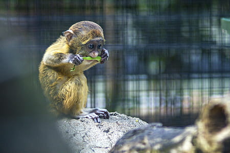 Brown and Black Primate on Gray Rock thumbnail