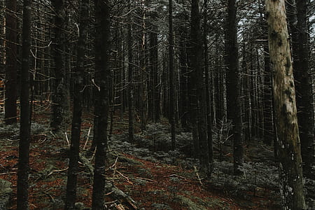 brown tall trees at daytime thumbnail