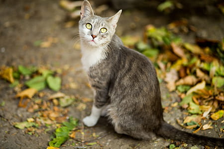 Black and White Cat on Ground Near Leaves thumbnail