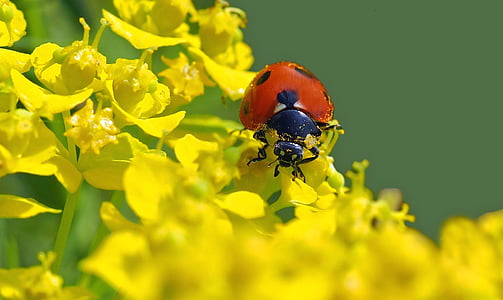 selective focus photography of red ladybug perching on yellow flower thumbnail