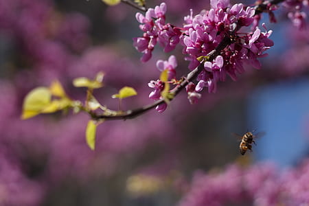 focused photo of purple flower thumbnail