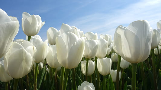 white tulips field thumbnail