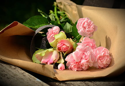 pink petaled flowers thumbnail