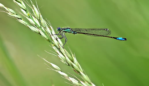 close up photo of blue damselfly perched on wheat thumbnail