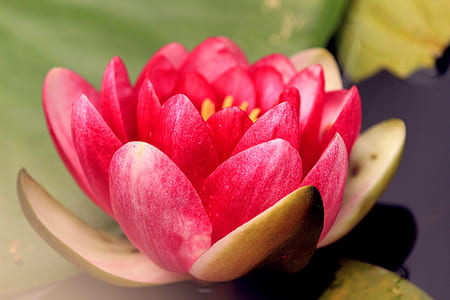 pink water lily in close-up photography thumbnail