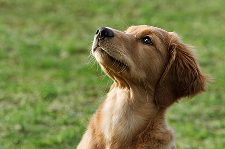selective focus photography of golden retriever puppy on grass at daytime thumbnail