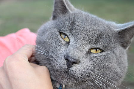 person petting gray cat thumbnail