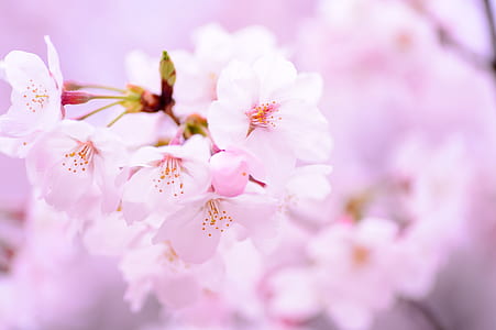 pink flowers thumbnail