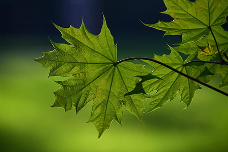selective focus photography of green maple leaf thumbnail