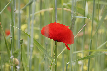 shallow focus photography of red flower thumbnail