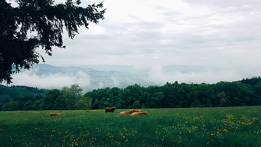 brown cattle during daytime thumbnail