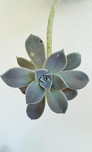 green succulent plant thumbnail