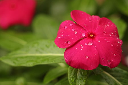 Red Petaled Flower With Rain Drops thumbnail