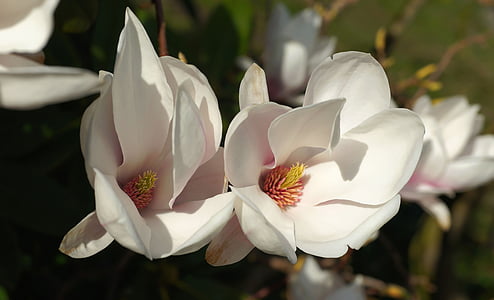 selective focus photography of white magnolia flowers thumbnail