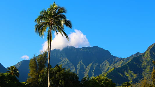 photo of coconut tree thumbnail