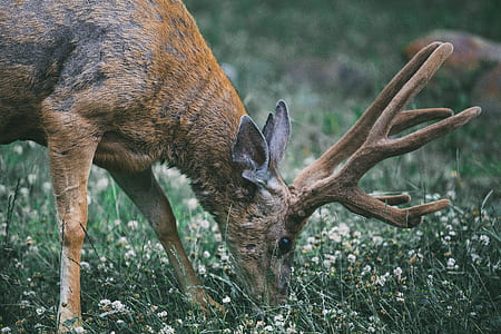 brown deer on green grass during daytime thumbnail
