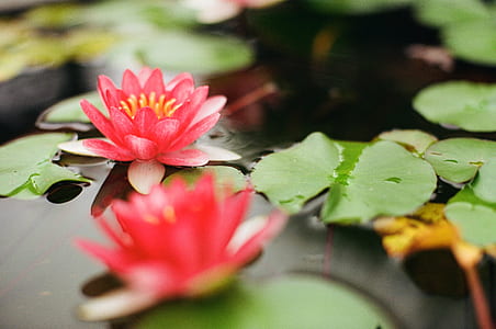 selective focus photography of pink petaled flower on body of water thumbnail