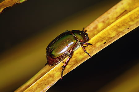 leaf, insect, macro, beetle thumbnail