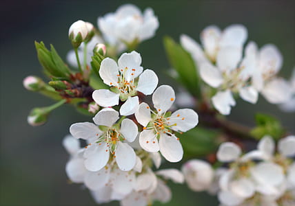 White Flowers thumbnail