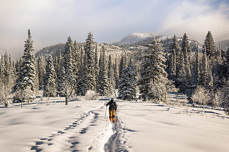 man walking along snow covered mountain leading to evergreen trees thumbnail