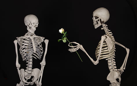 skeleton giving white rose to other skeleton thumbnail