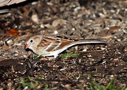 Brown and White Small Bird thumbnail