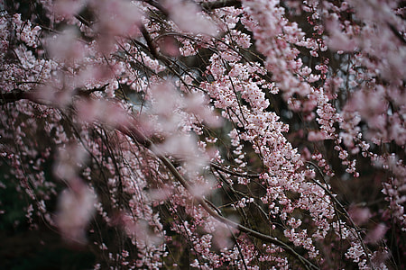 pink leaf tree on focus photo thumbnail