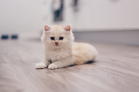 selective focus photography of white Persian kitten thumbnail