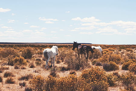 two white and one black horses standing in desert with plants thumbnail
