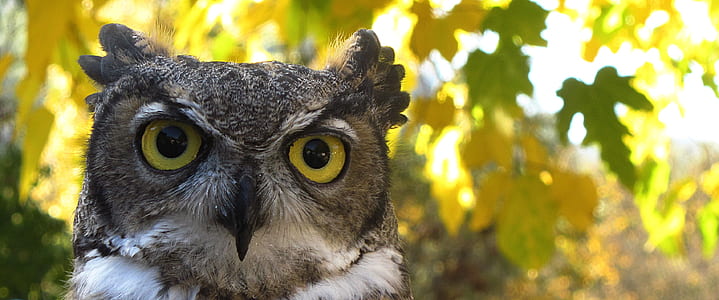 close up photography of gray owl at daytime thumbnail