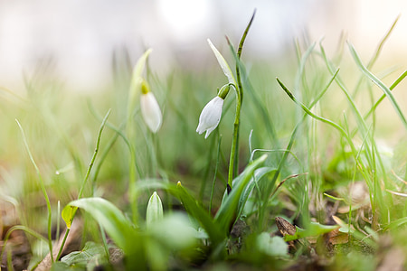 macro photography of white flower thumbnail
