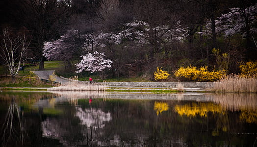 pathway at the garden water reflection thumbnail