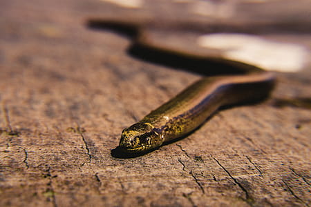 Brown Snake on Brown Surface thumbnail