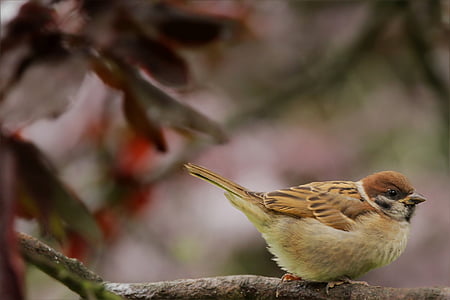 selective focus photography of house sparrow thumbnail
