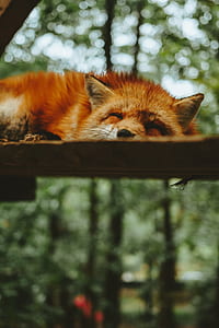sleeping red fox at daytime thumbnail