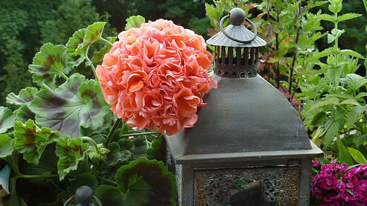 close-up photo of pink petaled flower beside gray candle lantern thumbnail