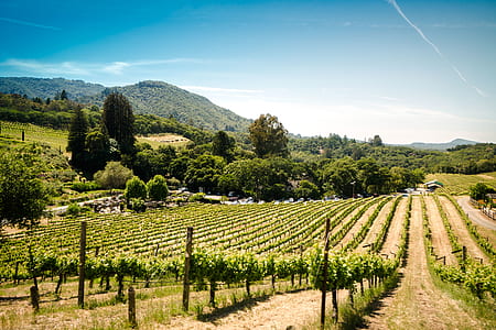 vineyard field during daytime thumbnail