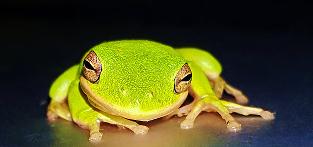 selective focus photography of green frog thumbnail