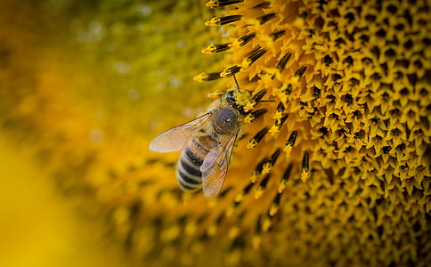 closeup photography of yellow bee perched on sunflower thumbnail